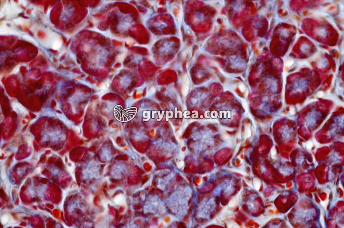 Estomac x160 - gryphea.org